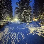 Dykyi Med *